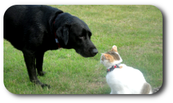 向かい合う犬と猫